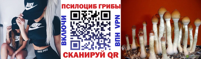 Псилоцибиновые грибы Psilocybine cubensis  где найти   Монино 